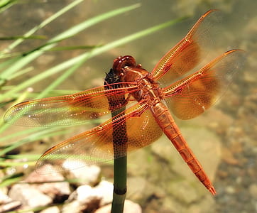 Red Dragonfly on Leaf thumbnail