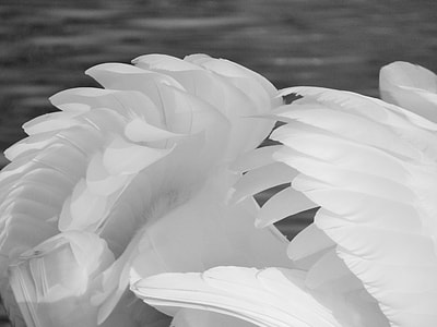 white animal feather thumbnail