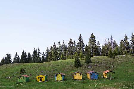 six assorted-color wooden sheds on grass field near pine trees at daytime thumbnail