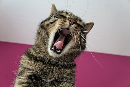 silver tabby cat yawning near white wall paint thumbnail