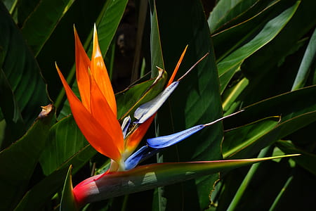 close-up photo of red and blue birds of paradise flower thumbnail