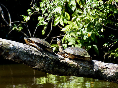 brown turtles on tree log thumbnail