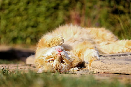 orange tabby cat lying near green leafed plants thumbnail