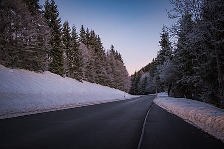 road between tall tress under blue sky thumbnail