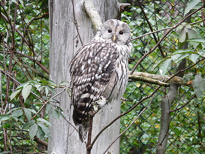 ow sitting on branch thumbnail