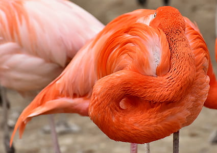 white and orange flamingo thumbnail