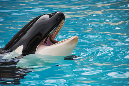 photo of orca during daytime thumbnail