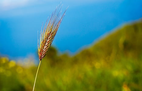 selective focus photography of pampas grass thumbnail