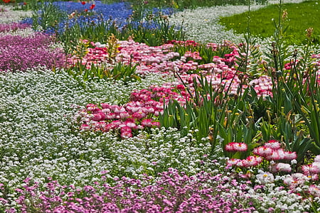 pink, blue, and white flower field during daytime landscape photography thumbnail