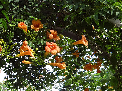 Trumpet Vine, Campsis Grandiflora thumbnail