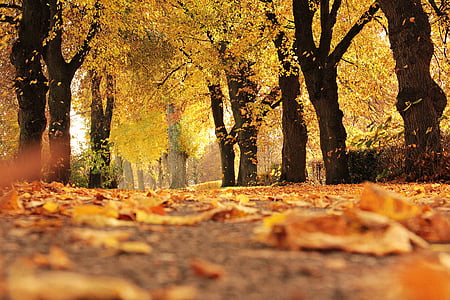 withered leaves on grey concrete pathway surrounded by brown leaf trees at daytime thumbnail