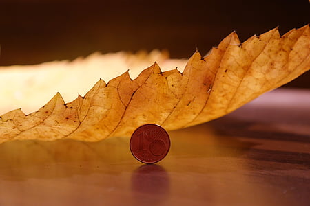 round silver-colored coin near brown dried leaf thumbnail
