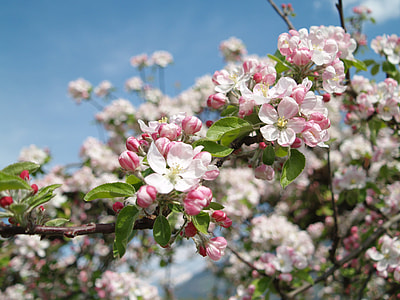 selective focus photography of cherry blossom thumbnail
