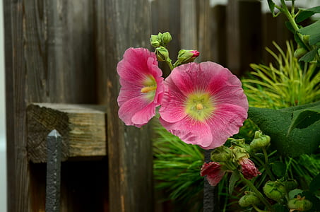 two pink flowers thumbnail