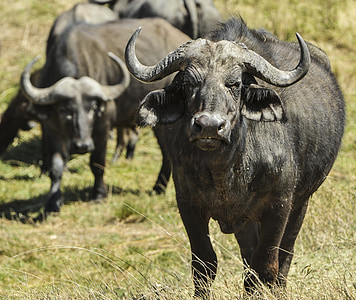 selective focus photography of black water buffalo standing on green grass during daytime thumbnail