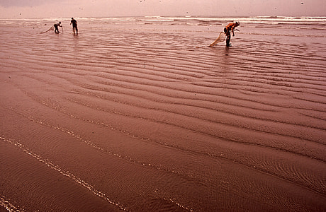 People harvesting razor clams on the beach in Seaside, Oregon, 1972 thumbnail