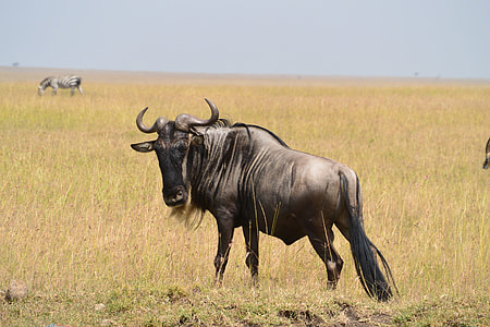 selective focus photography of bison thumbnail