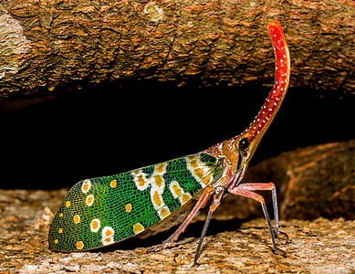 green leaf hopper thumbnail