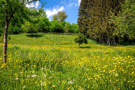 green grass field under blue calm sky thumbnail