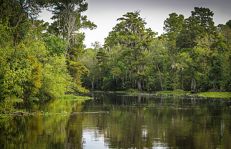 Swamp landscape in Louisiana thumbnail