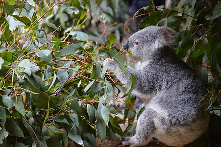 grey koala bear near plant thumbnail