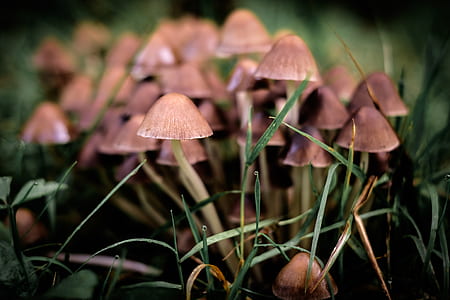 macro shot of brown mushrooms thumbnail