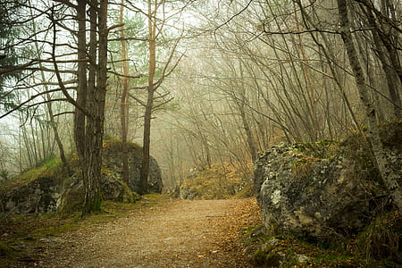 pathway between withered trees during foggy weather at daytime thumbnail