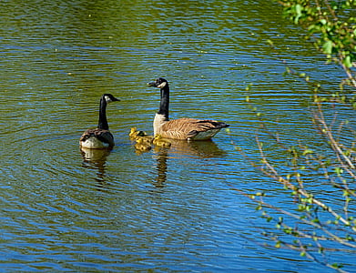 two brown swan on body of water thumbnail