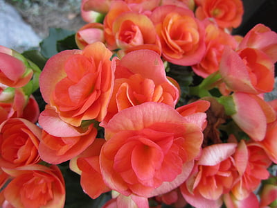 closeup photography of petaled flowers thumbnail