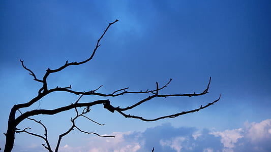 wood, light, dawn, nature thumbnail