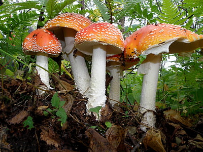 orange mushroom in the middle of green leafed plants thumbnail