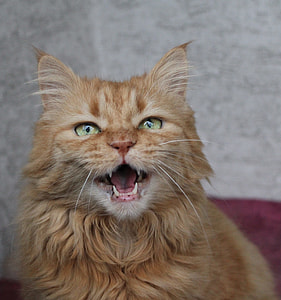 photography of long-fur brown cat thumbnail