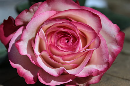 macro photography of pink rose in bloom thumbnail