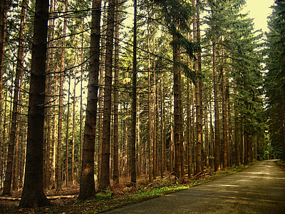 landscape shot of trees near road during daytime thumbnail