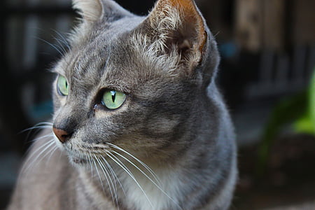 gray cat thumbnail