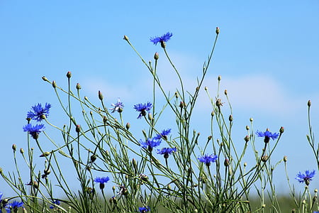 blue petaled flowers thumbnail