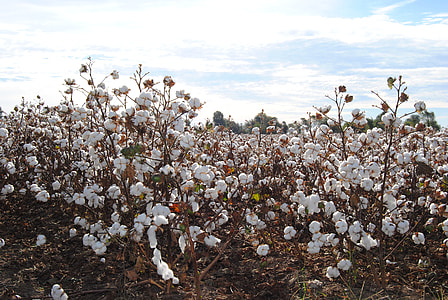 landscape photography of white clustered flowers thumbnail