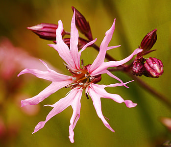 Kuckus-Campion, Silene Flos-Cuculi thumbnail