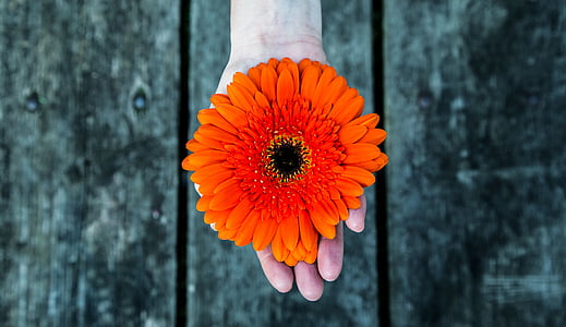 person holding orange sunflowert thumbnail