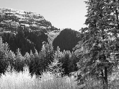 green trees thumbnail
