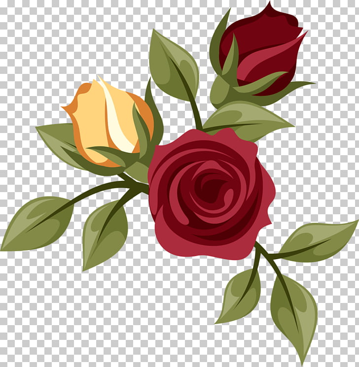 Garden Roses Centifolia Roses Drawing Flower Png Clipart Free Cliparts Uihere