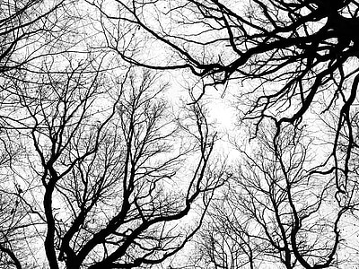 silhouette of hollow trees thumbnail