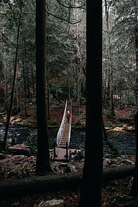 brown swing bridge on the middle of forest thumbnail