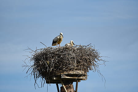 low angle photo of two white storks perching on nest thumbnail
