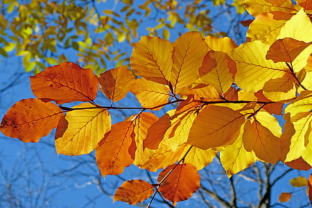 brown and yellow leaf during daytime thumbnail