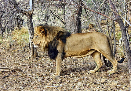 wildlife photography of lion near treesa thumbnail
