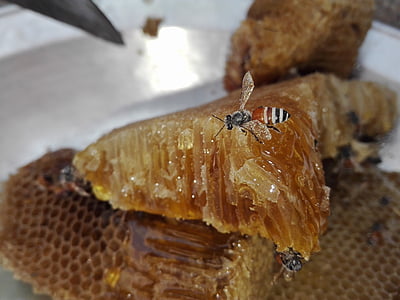 brown and black bee thumbnail