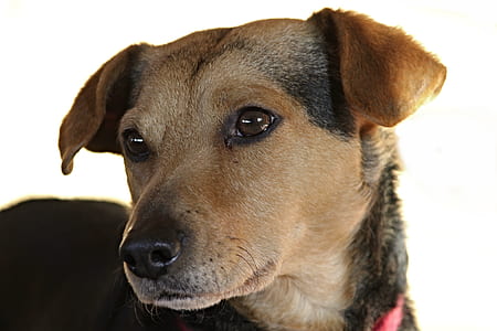 close up photo of medium short-coated brown and black dog thumbnail