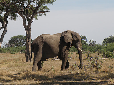 elephant standing on grass field near tree thumbnail