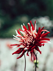 selective focus photography of red and white dahlia in bloom thumbnail